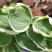 Polygonatum x hybridum 'Striatum'